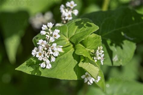 Buckwheat Photo12 ImageBROKER Alimdi Arterra Philippe Clement