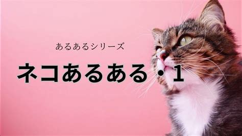 ネコあるある・1 ＃ねこ ＃ネコ好き ＃あるあるシリーズ Kokesaku Youtube