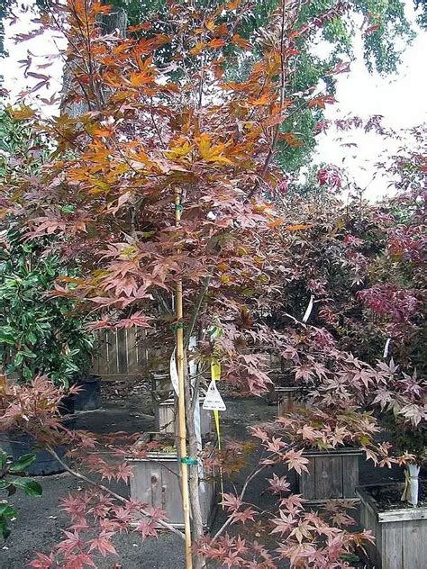 Acer Palmatum Ssp Matsumurae Emperor Fresh Green Seed Common