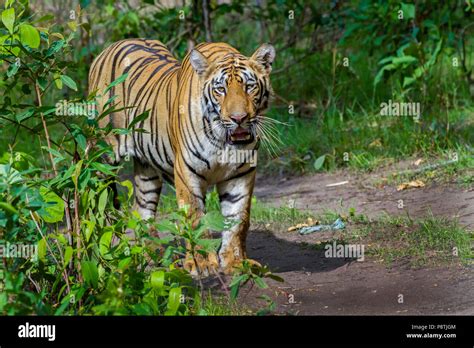 Royal Bengal Tiger Or Panthera Tigris Yawning At Tadoba National Park