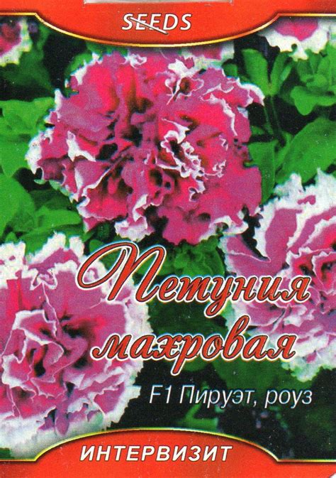 Петуния бланкет роуз (70 фото)