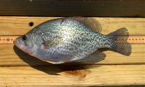 Black Crappie | Virginia DWR