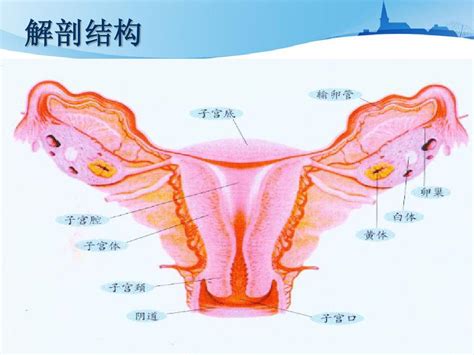 子宫下段剖宫产术手术配合与护理查房word文档在线阅读与下载无忧文档