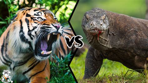 Komodo Dragon Vs Tiger