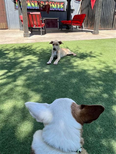 Abby the Other Spoiled Chihuahua - Home