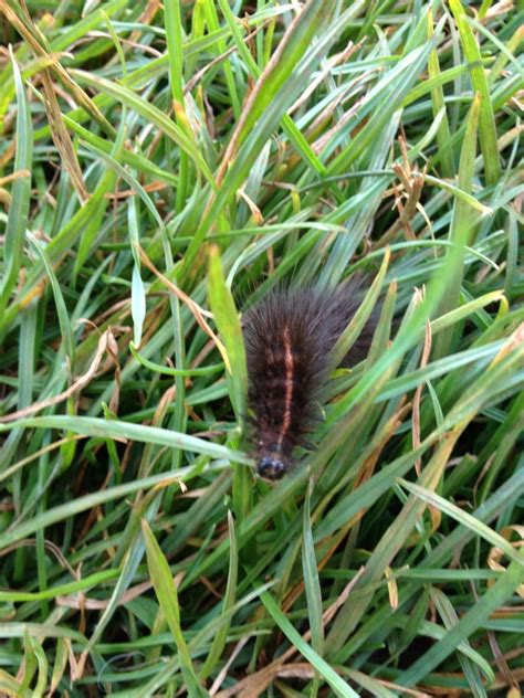 Moth Larvae – Gloucestershire Naturalists' Society