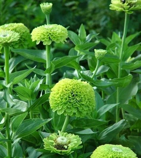 30 Lime Zinnia Elegans Flower Seeds Youth And Age Green Common Zinnia