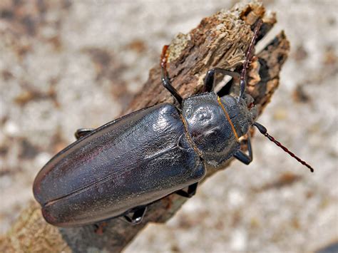 Beetles Of Northern Virginia