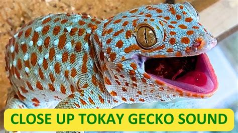 Tokay Gecko Is Calling Close Up Cận Cảnh Tắc Kè Kêu Youtube