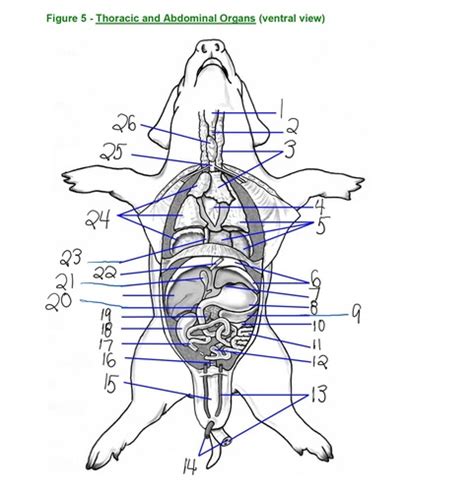 Fetal Pig Thoracic And Abdominal Organs Flashcards Quizlet