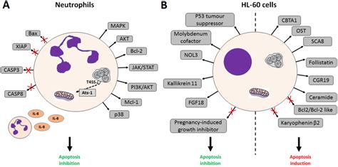 Effects Of A Phagocytophilum Infection On Apoptosis Pathways In Human