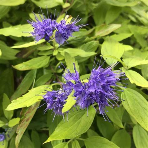 Caryopteris SUNSHINE BLUE II Buy Bluebeard Shrubs Online Blue And