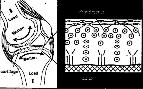 Figure 1 From Matrix Molecules Play A Role In Mediating Chondrocyte