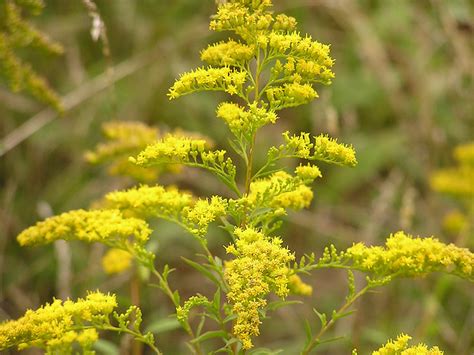 Ragweed Season is Peaking in Atlanta, Pollen Count High - AtlantaENT