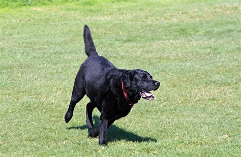 Labrador Dog Free Stock Photo Public Domain Pictures