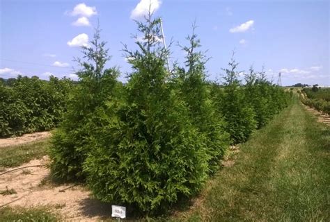 Plant Of The Month Deer Resistant Thuja Plicata Zebrina