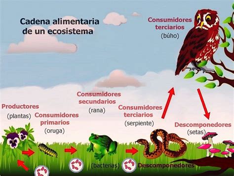 Arriba Imagen Mapa Mental Sobre La Cadena Alimenticia Abzlocal Mx