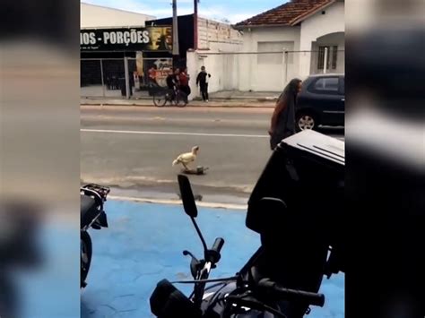 Galo de estimação é filmado andando de skate e vídeo viraliza nas redes