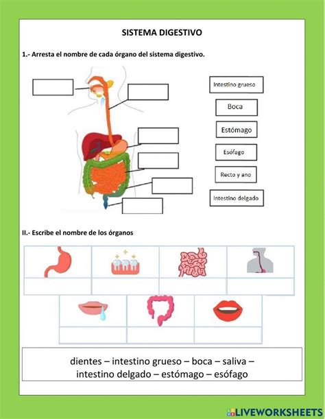 Sistema Digestivo In 2024 Worksheets School Subjects Language