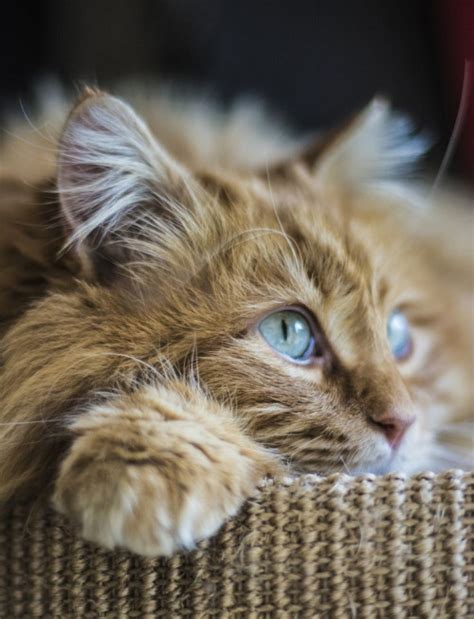 Grab Em By The Pussy Page Literotica Discussion Board