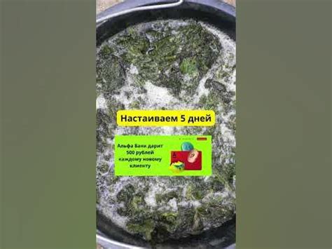 Клубники будет «море»! Полейте клубничные грядки этим дармовым ...
