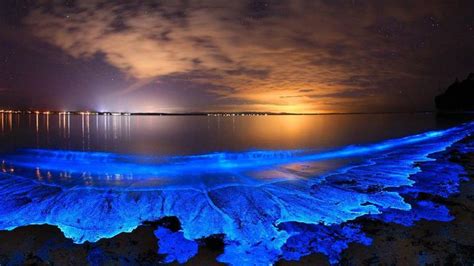 Bioluminescent Algae Photo By Joanne Paquette Bioluminescent Plankton