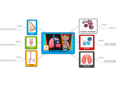 El Sistema Respiratorio Mapa Mental Mindomo