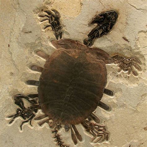 Turtle Trionyx Softshell Fossil Mural Eostone