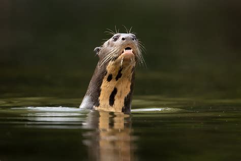 JESS FINDLAY PHOTOGRAPHY — Giant Otter - Mammals & Other Wildlife