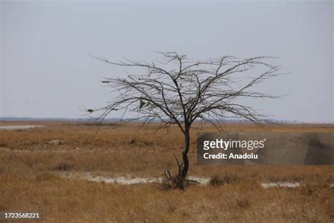 85 Lake Makgadikgadi Stock Photos, High-Res Pictures, and Images ...