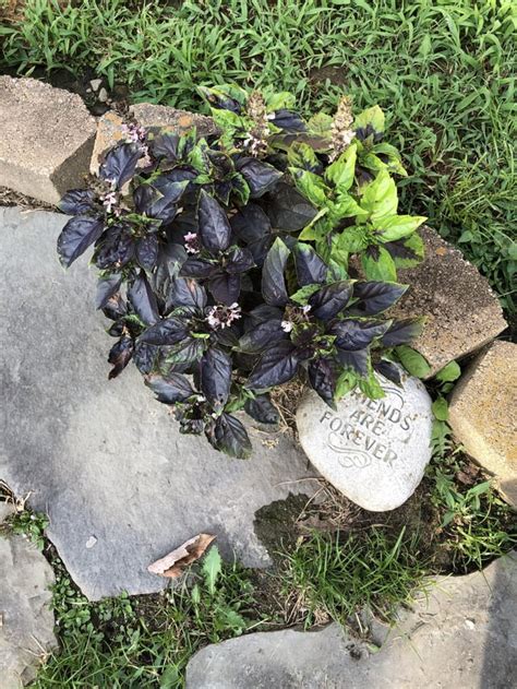 Here Is My 94 Year Old Grandma With Her ~12 Year Old Basil Plant Its