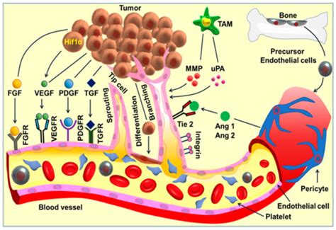 Ijms Free Full Text Recent Advancements Of Nanomedicine Towards