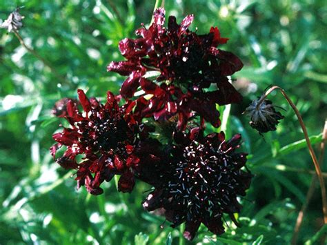 Scabiosa 'Black Knight' Seed
