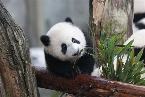 Cute Fluffy Baby Panda on the Playground Stock Photo - Image of ...