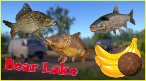 Bear Lake Carp No Pva Russian Fishing Rf Spot Mjplay Youtube