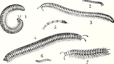 Understanding the causes of millipede infestation - Home Doctor Pest