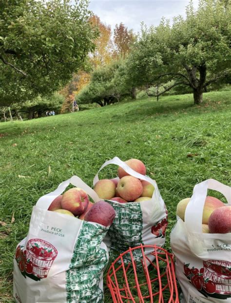 2024 Guide To Apple Picking Maine Orchards