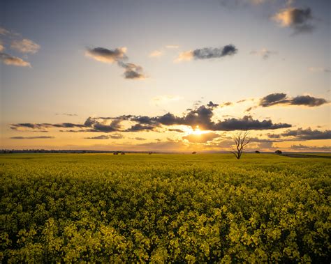 Oc Catching The Sunset Over A Canola Crop In Victoria Australia