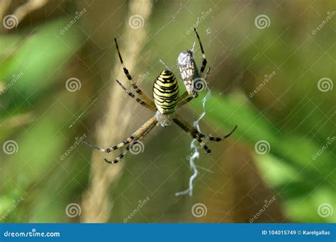 Aranha Da Vespa Do Bruennichi Do Argiope Imagem De Stock Imagem De