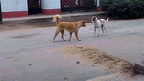 Perros Callejeros Peleando Youtube