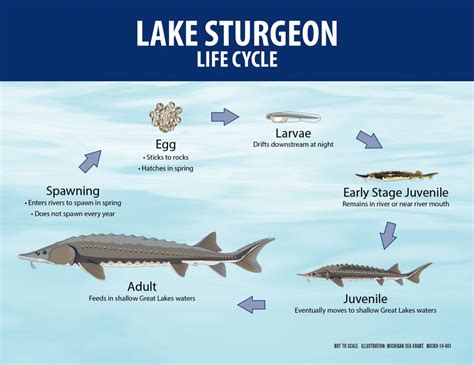 Lake Sturgeon Giants Of The Great Lakes State Of The Bay