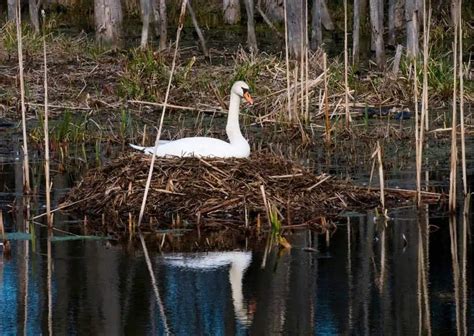 Swan Behavior - AnimalBehaviorCorner