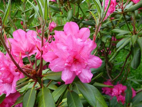 Rhododendron 'Double Date' in the Rhododendrons Database - Garden.org