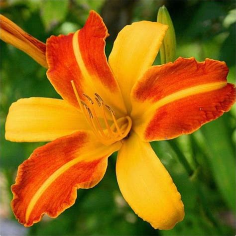 Hemerocallis Frans Hals Pot 10x10cm Jardiland