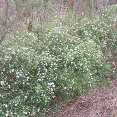 Agathosma Apiculata Fynbos Water Wise Flora And Fauna Kitch Drought