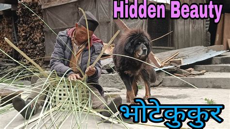 मनाङ्गको भोटे कुकुर Bhote Kukur Tibetanmastiff Native From Manang