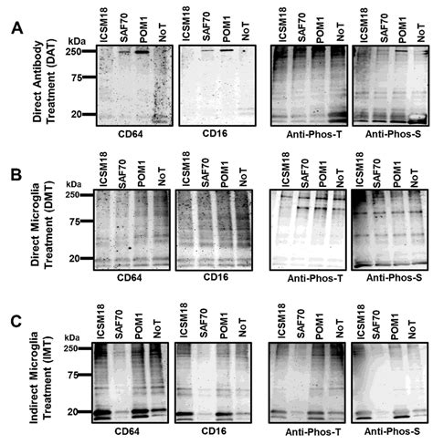 Expression Of Different Fcγ Receptors For The Identication Of