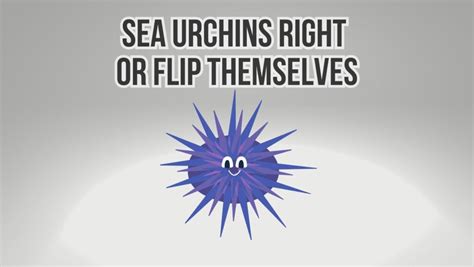 How Does Temperature Affect Sea Urchins Major Impacts