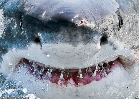 The Jaws Of Death Great White Shark Captured In Terrifying Close Up