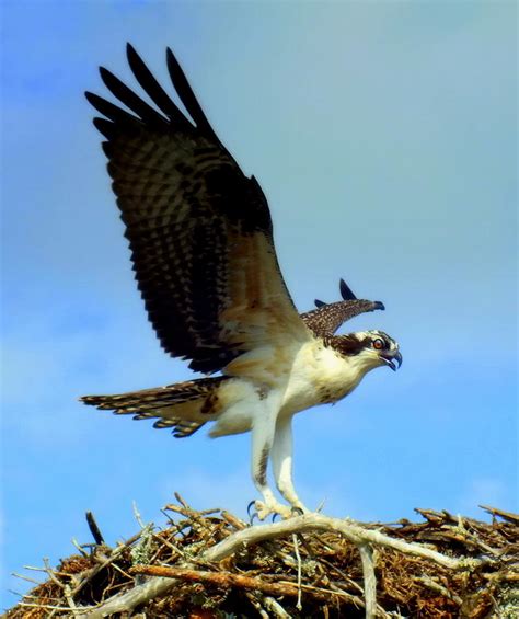 The Landing Photograph By Karen Wiles Pixels